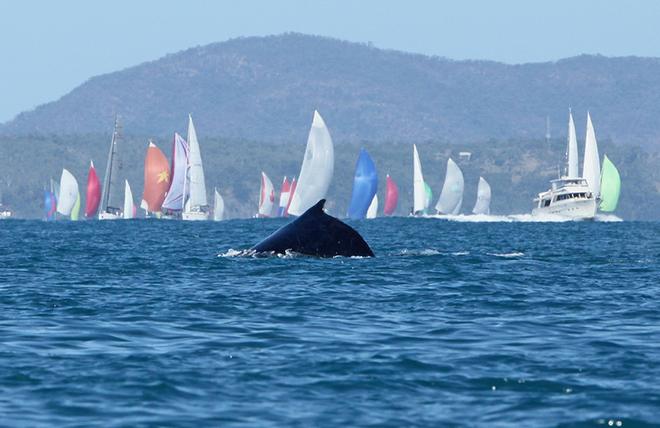 The obligatory whale in the foreground of the fleet © Crosbie Lorimer http://www.crosbielorimer.com