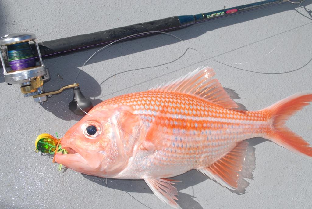 Octopus jigs are a fun way to pin these aggressive feeders.  © Shane Murton