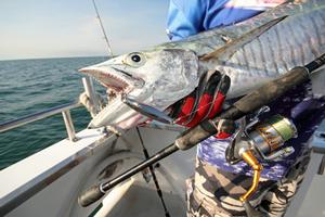 Some species such as mackerel have very sharp teeth, wire leaders are the only option. photo copyright Jarrod Day taken at  and featuring the  class