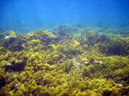 Macroalgae dominated © Arc Centre of excellence for coral reef studies