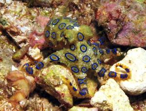 The highly dangerous blue ringed octopus. photo copyright Jarrod Day taken at  and featuring the  class
