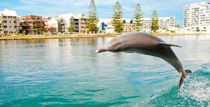 Mandurah-Leaping-Dolphin photo copyright Tristan Brown taken at  and featuring the  class