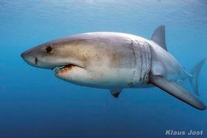 Great White Shark swimming free photo copyright Klaus Jost http://www.jostimages.com/ taken at  and featuring the  class