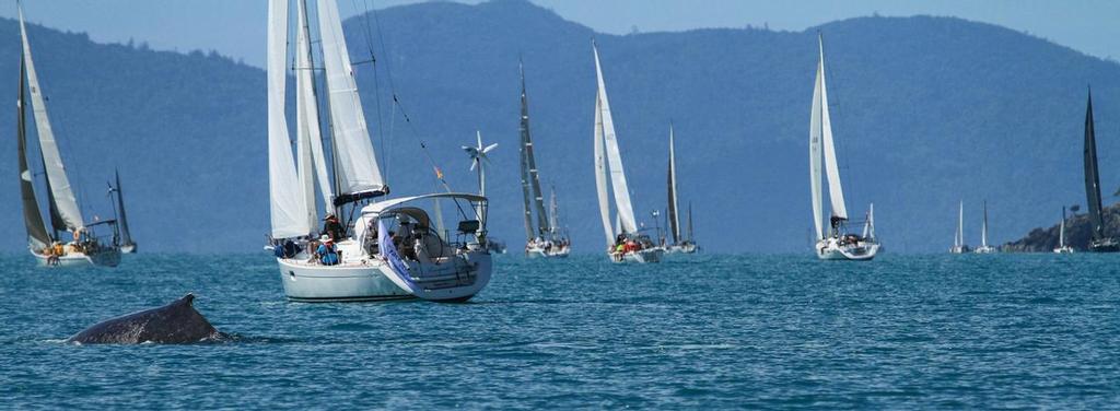 It was visitors galore, both boats and wildlife, enjoying the warm winter sunshine and stunning race course location - Airlie Beach Race Week 2014 © Shirley Wodson