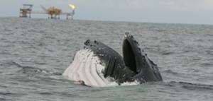 Whale - When Whales and Oil Rigs Meet photo copyright  SW taken at  and featuring the  class