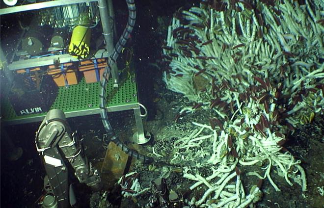 Using Alvin's manipulator arm, a pilot positions Vent-SID's umbilicus into place at a warm-water vent and trigger the start of sampling vent fluids into the device incubation chambers. © Chief Scientist Stefan Sievert WHOI