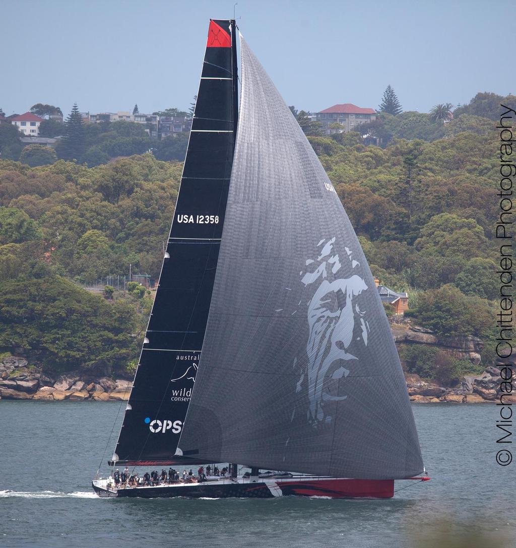 The US supermaxi Comanche on Sydney Harbour on Sunday December 7, 2014 © Michael Chittenden 