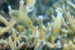 Harlequin filefish in coral. photo copyright Tane Sinclair-Taylor taken at  and featuring the  class