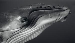Humpback Whale Calf  - Photographic Exhibition - Come eye-to-eye with whales in life-size photo copyright Bryant Austin taken at  and featuring the  class