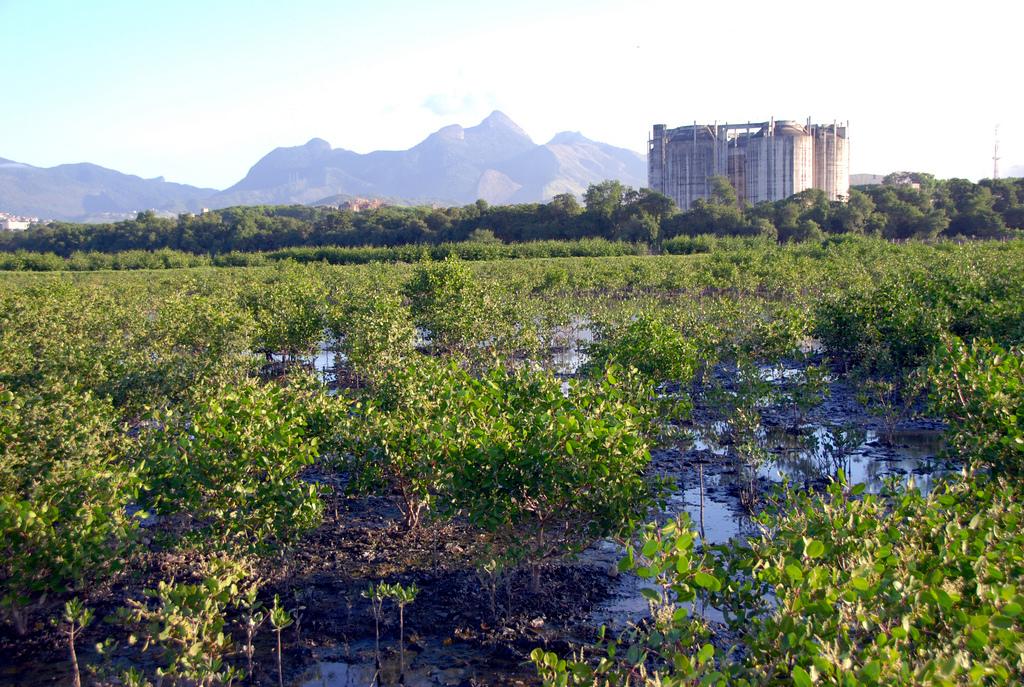 Replanting the mangroves photo copyright Secretaria de Estado do Ambiente do Rio http://www.rj.gov.br taken at  and featuring the  class