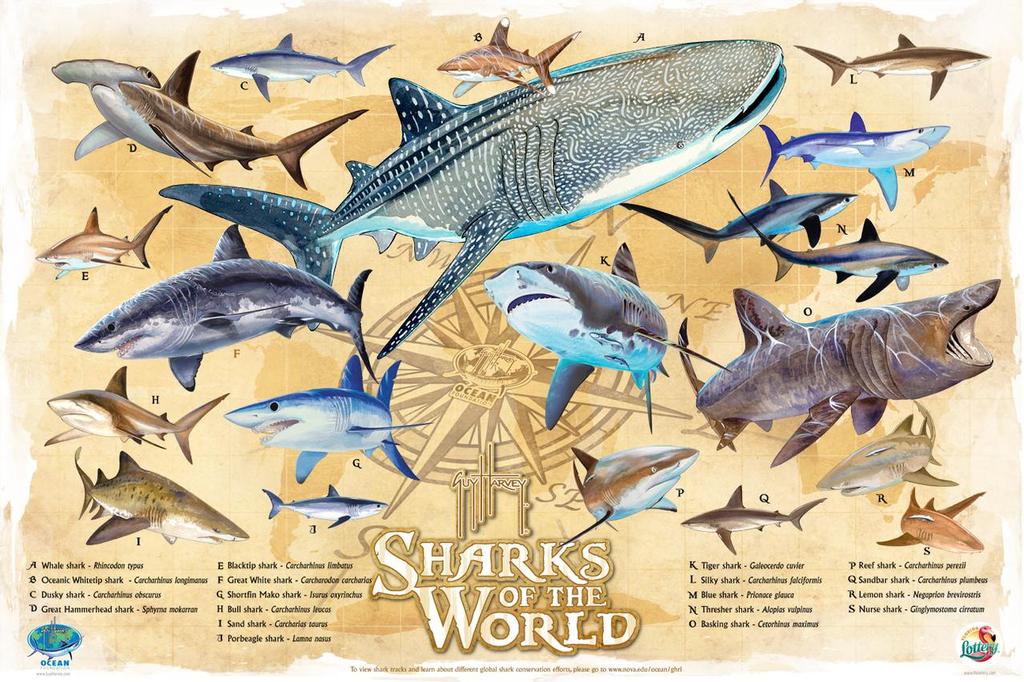 Sharks of the World Poster photo copyright John Bell taken at  and featuring the  class