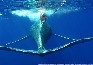 This humpback whale was entangled in fishing gear during its entire migration from the Bering Sea (off Alaska) to Hawaii, and the bacteria residing on skin of this and other entangled or deceased whales were found to contain fewer core members and more potential pathogens than the healthy animals. - Scientists Identify Core Skin Bacterial Community in Humpback Whales photo copyright Woods Hole Oceanographic Institution (WHOI) http://www.whoi.edu/ taken at  and featuring the  class