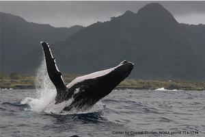 A humpback whale breaches off American Samoa, a study site in the South Pacific. One of the sources of samples in this study was skin shed by breaching whales.  - Scientists Identify Core Skin Bacterial Community in Humpback Whales photo copyright Woods Hole Oceanographic Institution (WHOI) http://www.whoi.edu/ taken at  and featuring the  class