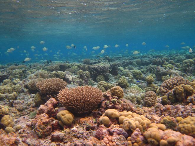 The healthy back reef on Ofu Island in the National Park of American Samoa © Francois Seneca