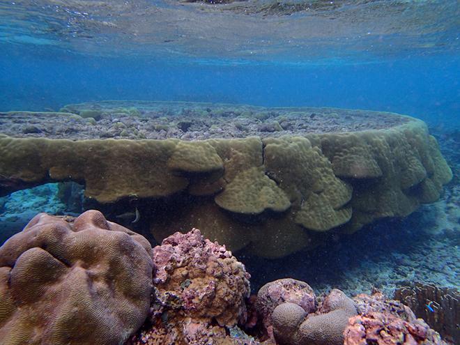 The back reef lagoons in the National Park of American Samoa have many species of healthy corals © Megan Morikawa