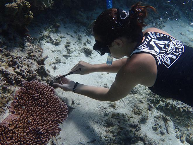 Graduate student Rachael Bay sampling from and Acropora hyacinths colony in the back reef pools of the National Park of American Samoa © Megan Morikawa