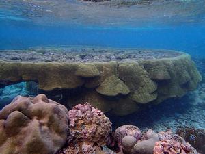 The back reef lagoons in the National Park of American Samoa have many species of healthy corals photo copyright Megan Morikawa taken at  and featuring the  class