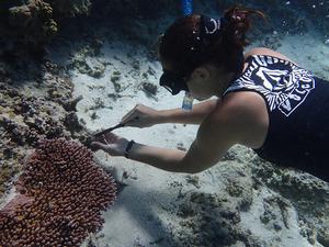 Graduate student Rachael Bay sampling from and Acropora hyacinths colony in the back reef pools of the National Park of American Samoa photo copyright Megan Morikawa taken at  and featuring the  class