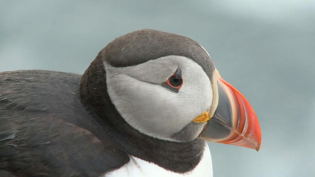 Puffin © Paul and Sheryl Shard http://www.distantshores.ca/