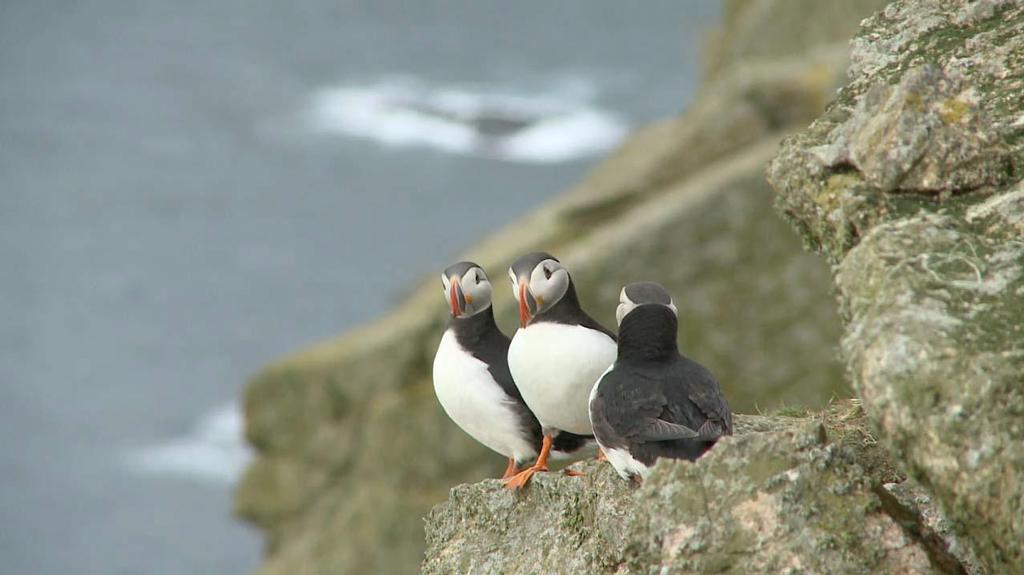 Puffins © Paul and Sheryl Shard http://www.distantshores.ca/