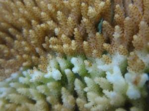 Corals with White Syndrome photo copyright F. Joseph Pollock taken at  and featuring the  class