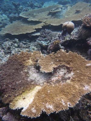 More Corals with White Syndrome photo copyright F. Joseph Pollock taken at  and featuring the  class