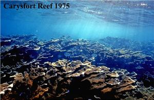 Reef time series - Carysfort Reef, Florida Keys, 1975. - If we stop killing parrotfish we can bring back Caribbean coral reefs photo copyright Philip Dustan taken at  and featuring the  class