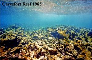 Reef time series - Carysfort Reef, Florida Keys, 1985. - If we stop killing parrotfish we can bring back Caribbean coral reefs photo copyright Philip Dustan taken at  and featuring the  class