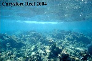 Reef time series - Carysfort Reef, Florida Keys, 2004. - If we stop killing parrotfish we can bring back Caribbean coral reefs photo copyright Bob Steneck taken at  and featuring the  class