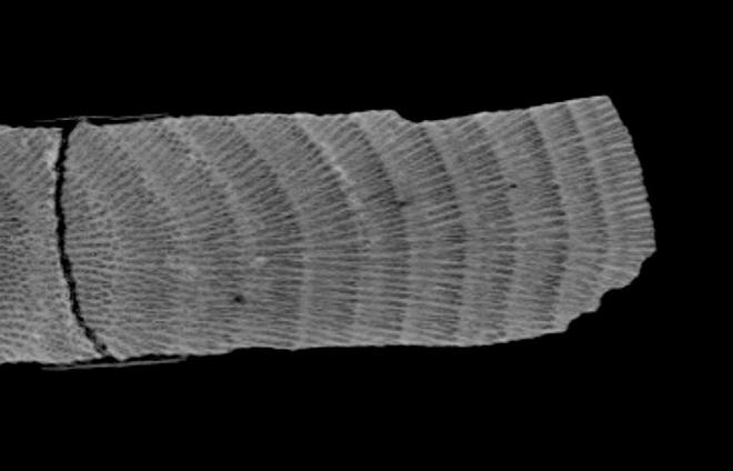 A CT scan of a coral core shows that corals build their skeletons in annual bands, similar to annual growth rings in trees. Lighter regions are denser; darker regions are less dense. Using annual bands, scientists can reconstruct when changes in ocean conditions took place.  © Courtesy of Alice Alpert, WHOI