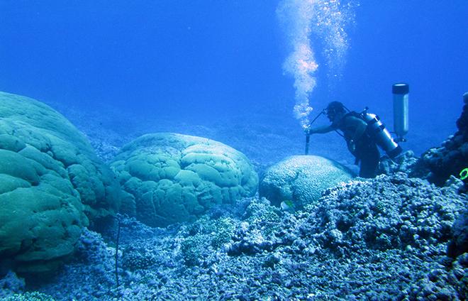 WHOI diver Pat Lohmann uses an underwater pneumatic drill to extract a 1.5-inch-wide core sample of coral skeleton from coral off Jarvis Island. The skeletons record chemical changes that reflect properties of surrounding seawater.  © Chip Young (NOAA)
