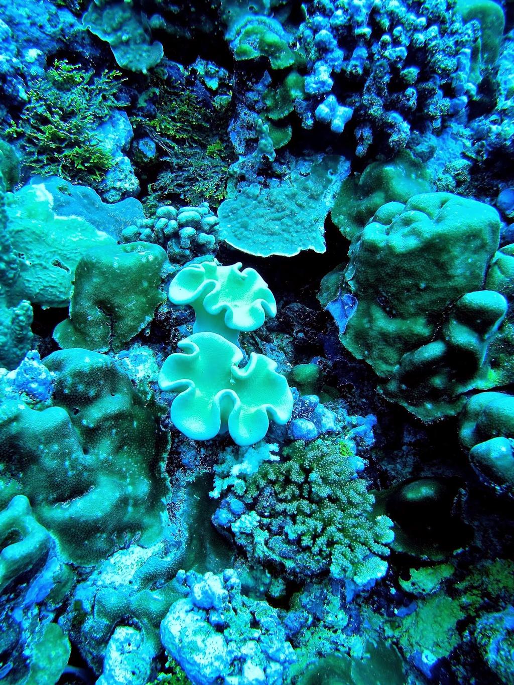 Coral diversity at Helen Reef photo copyright H. Rivera taken at  and featuring the  class