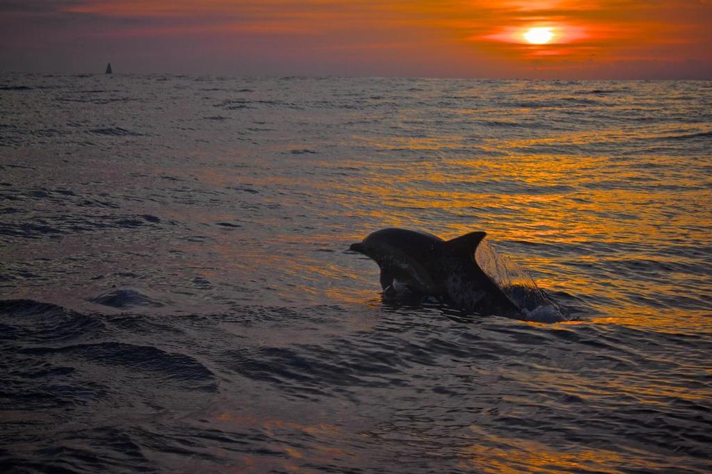 October 14, 2014. Leg 1 onboard Team Brunel. Dolphins play with the boat during the sunset. © Stefan Coppers/Team Brunel