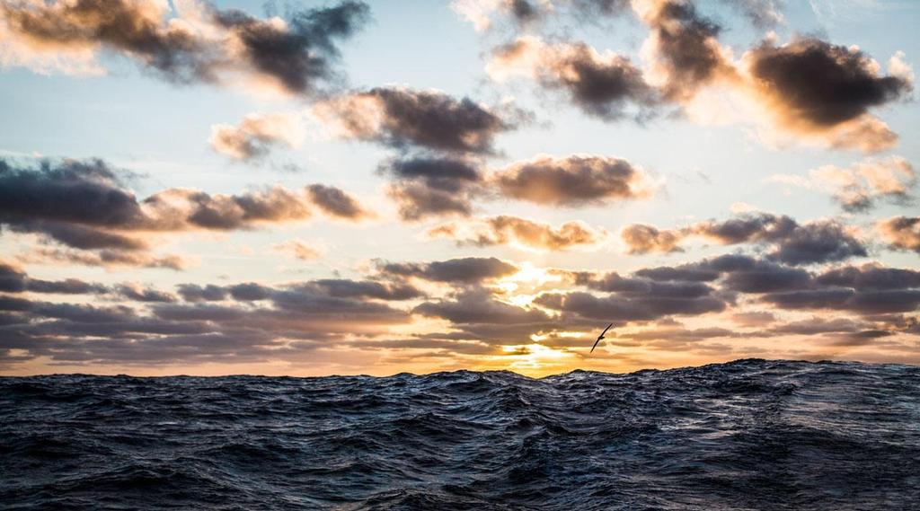 Volvo Ocean Race - Leg 1 onboard Team Vestas Wind.An albatross finally captured on camera at sunset. Day 24 at Sea. photo copyright Brian Carlin - Team Vestas Wind taken at  and featuring the  class