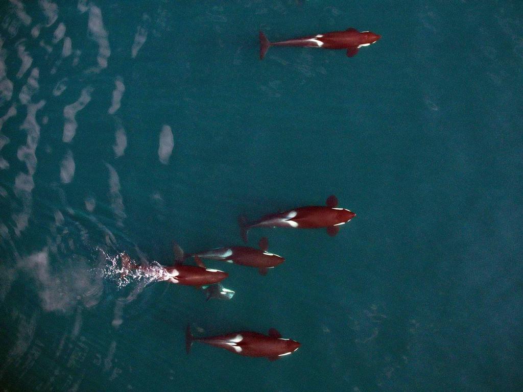 This photo offers an interesting study in comparative body condition of killer whales. The female at top appears skinny and in poor condition. The female in the middle appears healthy and well-nourished. The whale at bottom is pregnant, her body bulging aft of the rib cage. © NOAA / Vancouver Aquarium