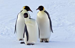 Jenouvrier led a team of researchers that recently found the Emperor penguin, the world's largest species of penguin, to be &quot;fully deserving of endangered status due to climate change. photo copyright Peter Kimball, WHOI taken at  and featuring the  class