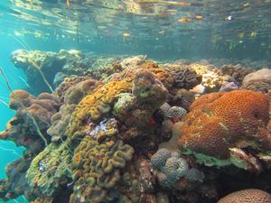 Corals in Nikko Bay, Palau photo copyright H. Barkley taken at  and featuring the  class