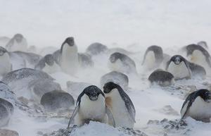 In some parts of Antarctica, sea ice is actually increasing, due to complex air-sea-ice interactions. While some colonies of Ad&eacute;lie penguins have crashed, others are thriving. Whether the healthy populations are big enough to sustain the whole species is not known, said WHOI biologist Stephanie Jenouvrier. photo copyright Chris Linder, WHOI taken at  and featuring the  class
