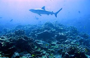 A shark wanders over a coral reef during diving and coring operations off Jarvis Island in the equatorial Pacific. photo copyright Pat Lohmann, Woods Hole Oceanographic Institution taken at  and featuring the  class