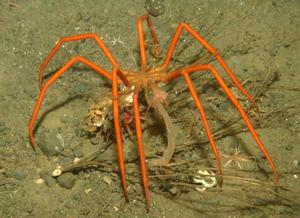 Antarctic Sea Spider photo copyright Julian Gutt taken at  and featuring the  class