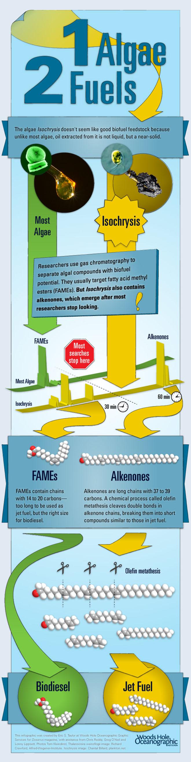 Jet Fuel from Algae? © Woods Hole Oceanographic Institution (WHOI) http://www.whoi.edu/