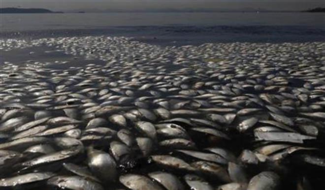 Dead fish and trash float in the polluted Guanabara Bay in Rio de Janeiro, Brazil, Wednesday, Feb. 25, 2015. Rio de Janeiro’s state environmental agency is trying to determine why thousands of dead fish have been found floating where next year’s Olympic sailing events are to be held. © Leo Correa