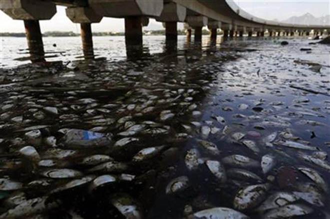 Dead fish and trash float in the polluted Guanabara Bay in Rio de Janeiro, Brazil, Wednesday, Feb. 25, 2015. Rio de Janeiro’s state environmental agency is trying to determine why thousands of dead fish have been found floating where next year’s Olympic sailing events are to be held. © Leo Correa