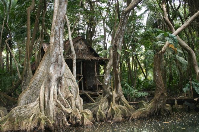 This is Tia Dalma's shack nestled in the lushness of Dominica’s Indian River where scenes from the Pirates of the Caribbean: Dead Man’s Chest were filmed. - Dominica By Elizabeth A. Kerr © Elizabeth A Kerr