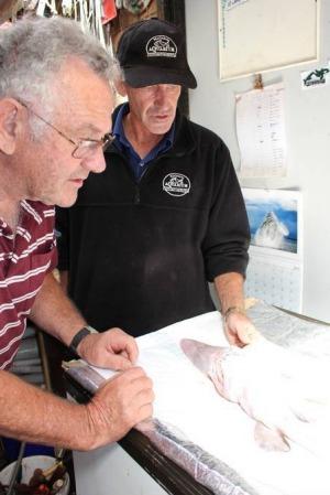 The Sapphire Coast Marine Discovery Centre's Alan Scrymgeour, left, and the Wharf Aquarium's Michael McMaster examine the goblin shark photo copyright Merimbula News Weekly taken at  and featuring the  class