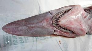 The goblin shark caught by fishermen on the NSW south coast. The shark finds its prey using hundreds of small sensors on its 'nasal paddle' photo copyright Merimbula News Weekly taken at  and featuring the  class