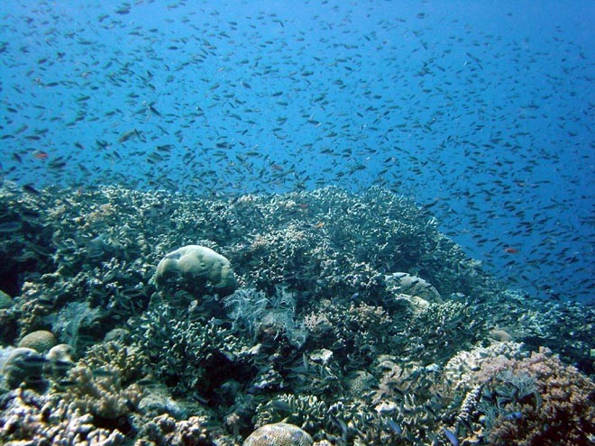 Scientists challenge theory on protection of threatened species © ARC Centre of Excellence Coral Reef Studies http://www.coralcoe.org.au/