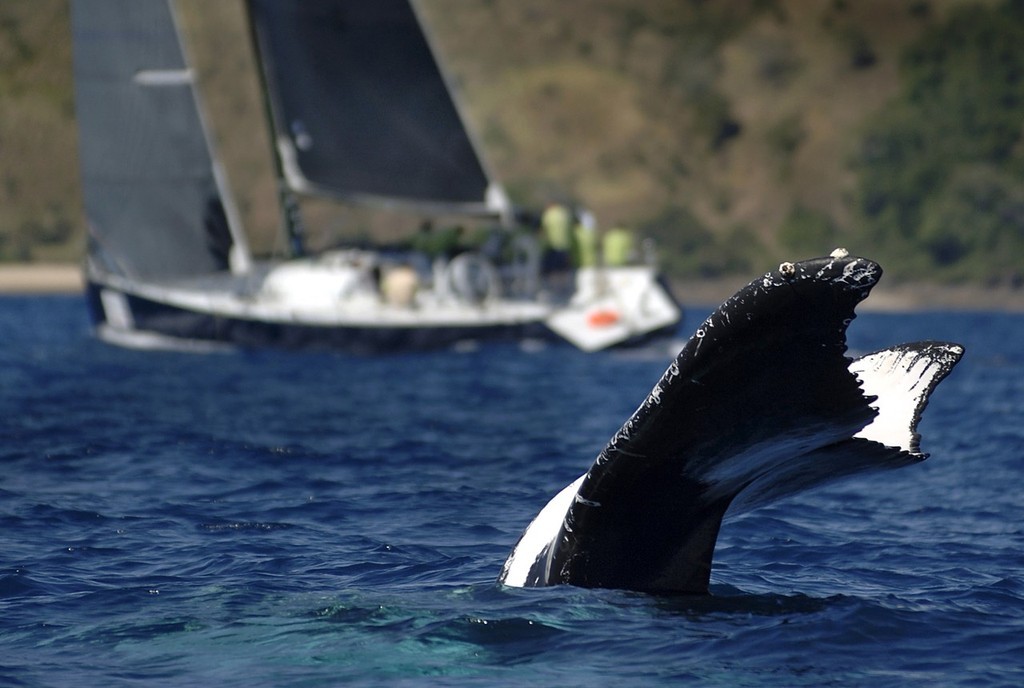 22 August, 2007 - NO PHOTO SALES - HANDOUT IMAGE FOR DAILY EDITORIAL PURPOSES ONLY  - PICTURE BY AND FULL COPYRIGHT: JACK ATLEY/ www.jackatley.com/Hamilton Island - PHONE DIRECT: +61 400 505 445 - STORY: Audi Hamilton Island Race Week - PIC SHOWS: Humpback whales are seen in front of competing boat, 'Wot Yot', competing in the IRC Class, on Day 5 of the Audi Hamilton Island Race Week Yachting event off Hamilton Island, Queensland, Australia, on Wednesday, August 22, 2007. Race Week attracts comp photo copyright Jack Atley http://www.jackatley.com taken at  and featuring the  class