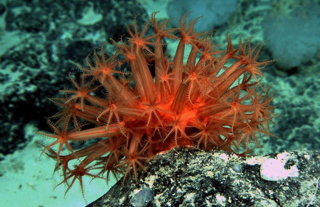 A bright red, undescribed species of shell-less coral, called an anthomastid or gorgons-head coral, at 1700 metres deep at the Cascade Plateau, off south-east Tasmania. photo copyright Advanced Imaging and Visualization Laboratory WHOI taken at  and featuring the  class