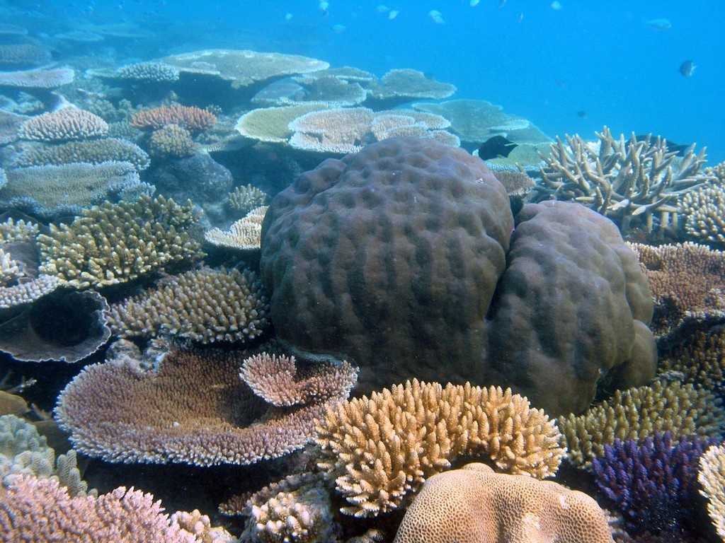 Corals photo copyright ARC Centre of Excellence Coral Reef Studies http://www.coralcoe.org.au/ taken at  and featuring the  class